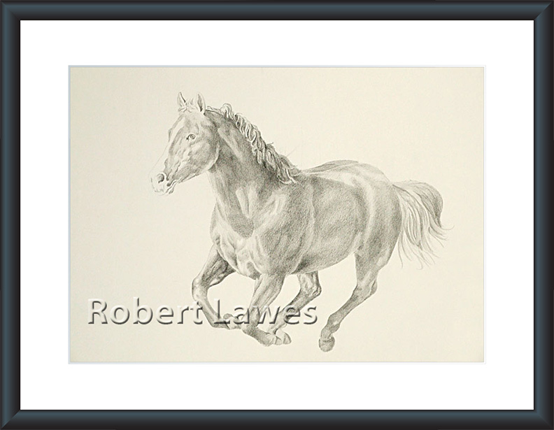 Horse Pencil Sketch
