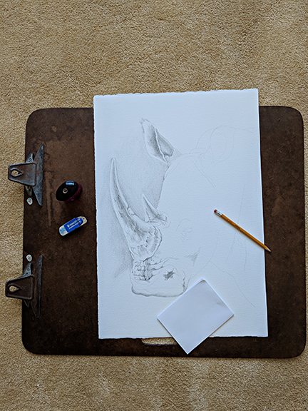 Rhinoceros Face pencil sketch in various stages of completion