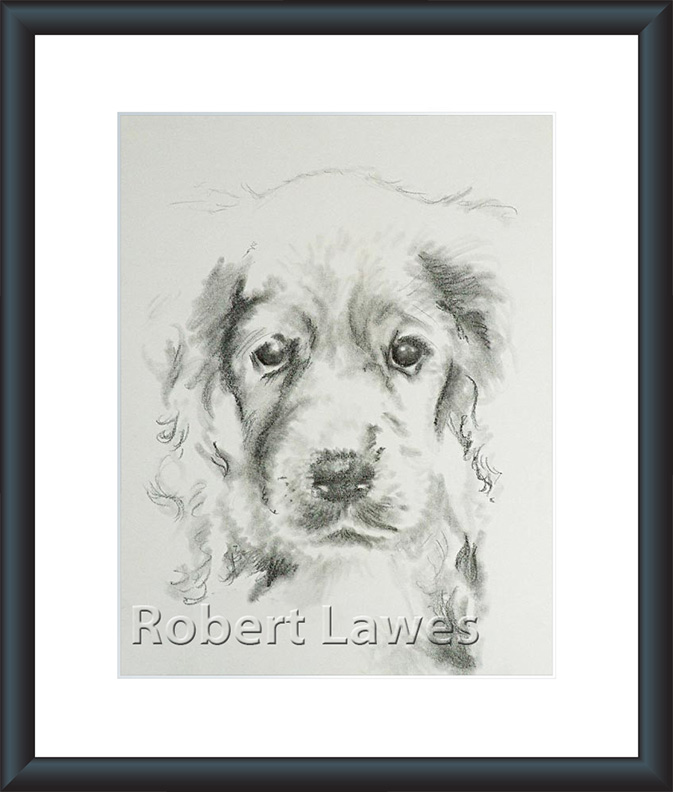 Sad Puppy Conte Sketch