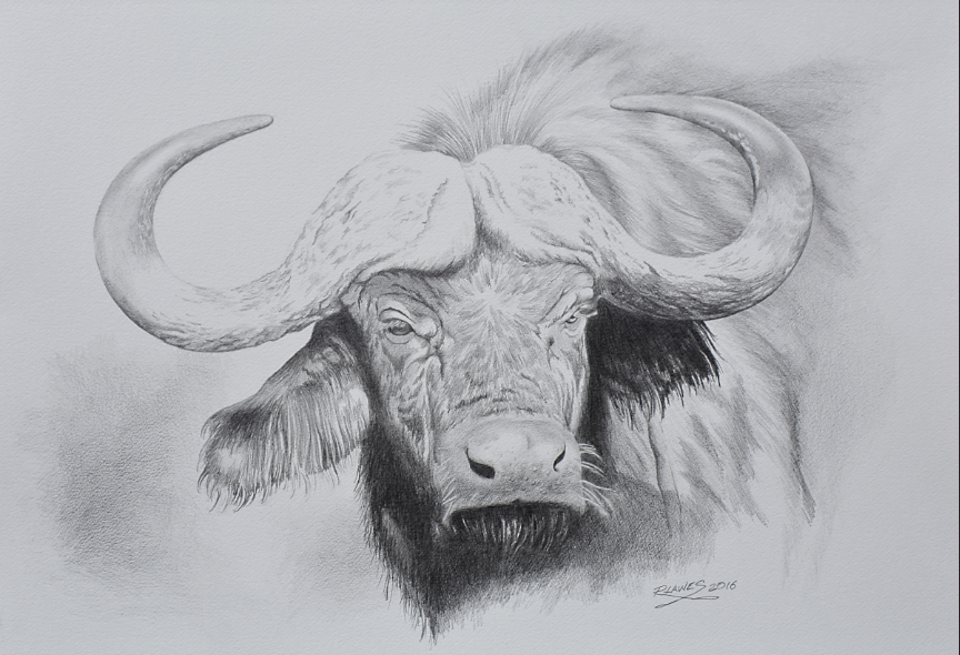 Water Buffalo Attitude